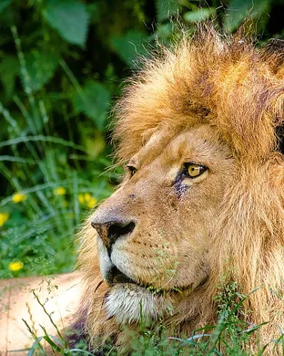 The Lion King Jr. San Jose
